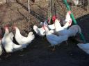 40 db leghorn naposcsibe eladó