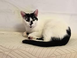 Ingyen elvihető cicák