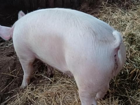 Eladó 1 db húsjellegű ártány hízó