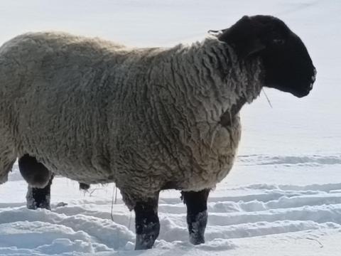 Eladó angol suffolk kos