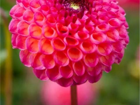 Dália, Burlesca – Rózsaszín Pompon Dália gumók