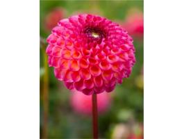 Dália, Burlesca – Rózsaszín Pompon Dália Gumók