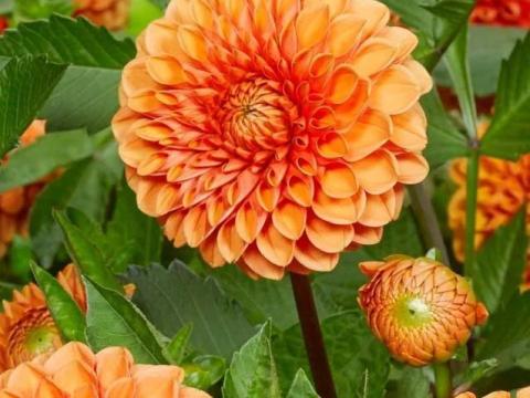 Dália, Sylvia – Gömbdália narancs színben gumóként, beporzóbarát, konténerbe is