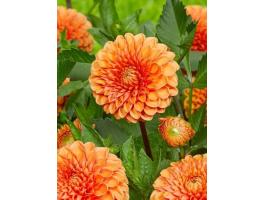 Dália, Sylvia – Gömbdália narancs színben gumóként, beporzóbarát, konténerbe is