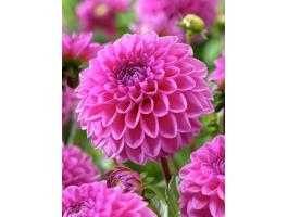 Dália, Sandra – Pompon dáliagumó rózsaszín színben