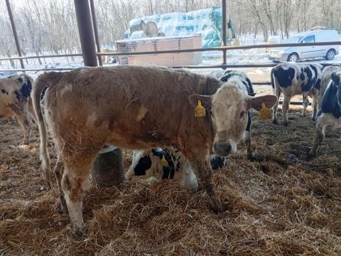 Eladó Sharolin x Holstein üsző borjú 320 kg