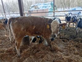 Eladó Sharolin x Holstein üsző borjú 320 kg