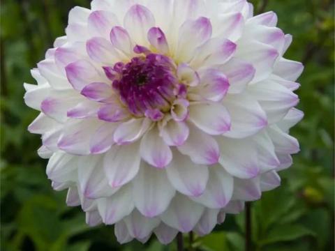 Dália 'Hapet Blue Eyes' dekoratív gumó – fehér-lila, 100-150 cm, vágott virágnak is Dália 'Hapet Blue Eyes' dekoratív gumó – fehér-lila, 100-150 cm, vágott virágnak is