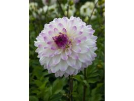 Dália 'Hapet Blue Eyes' dekoratív gumó – fehér-lila, 100-150 cm, vágott virágnak is