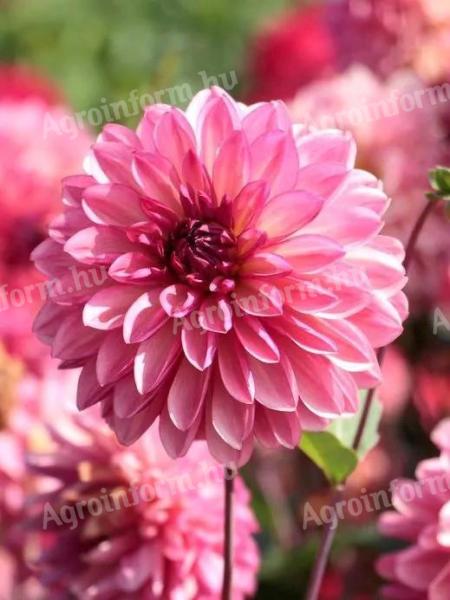 Dália, Bacardi – dekoratív piros-sárga dáliagumó