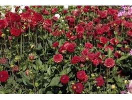 Dália, Nescio - Pompon dáliagumók eladó