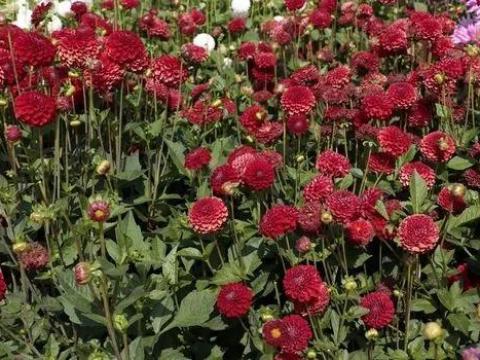 Dália, Nescio - Pompon dáliagumók eladók Dália, Nescio - Pompon dáliagumók eladók