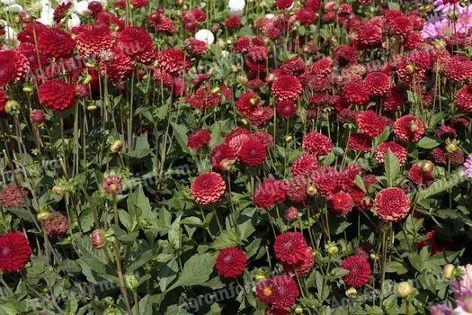 Dália, Nescio - Pompon dáliagumók eladók