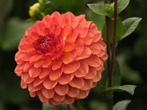 Dália, Chapeau Bas – narancssárga, beporzóbarát gumók Dália, Chapeau Bas – narancssárga, beporzóbarát gumók