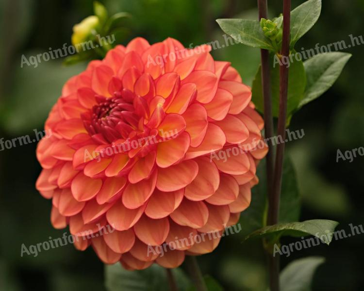 Dália, Chapeau Bas – narancssárga, beporzóbarát gumók