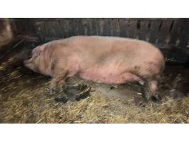 Selejt anyakoca eladó Szanyban