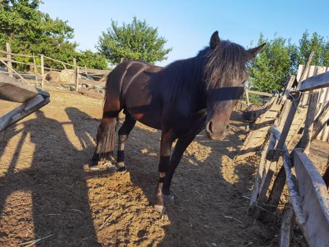 Ponik után keresek szánkot