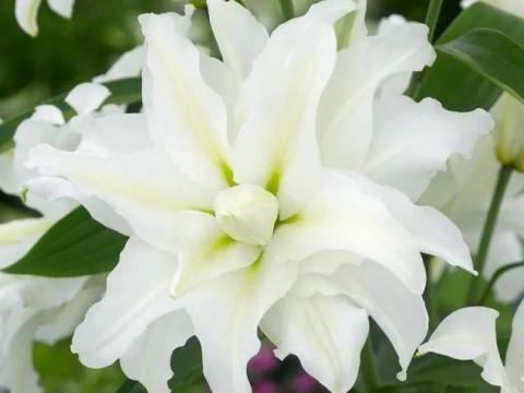 Liliom, My Wedding Liliom, My Wedding