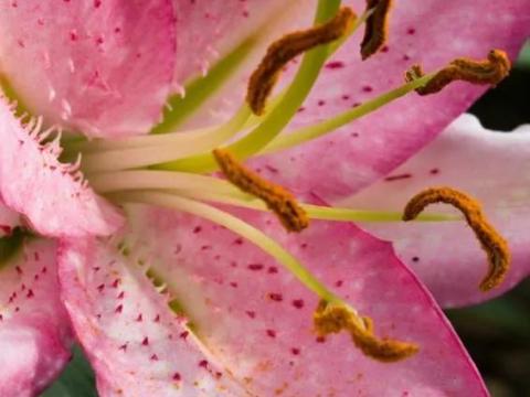 Liliom, Brasilia – Fehér-rózsaszín keleti liliom virághagyma Liliom, Brasilia – Fehér-rózsaszín keleti liliom virághagyma