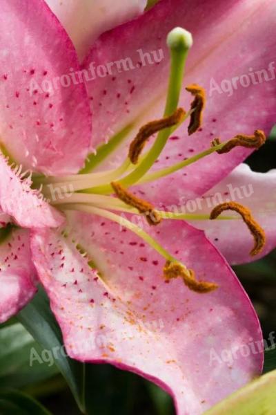 Liliom, Brasilia – Fehér-rózsaszín keleti liliom virághagyma