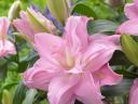Liliom, Roselily Editha