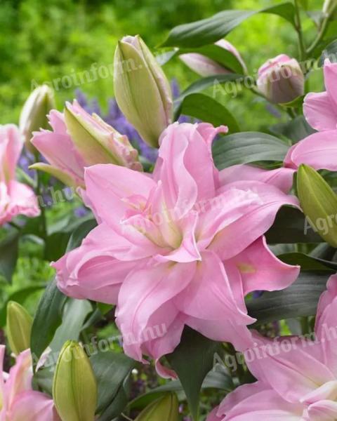 Liliom, Roselily Editha