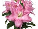 Liliom, Roselily Editha