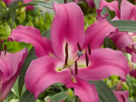 Liliom, Robina Liliom, Robina