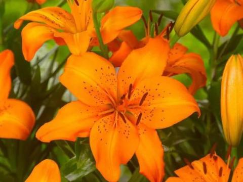 Liliom, Asiatic Orange – Narancs ázsiai liliom virághagyma Liliom, Asiatic Orange – Narancs ázsiai liliom virághagyma