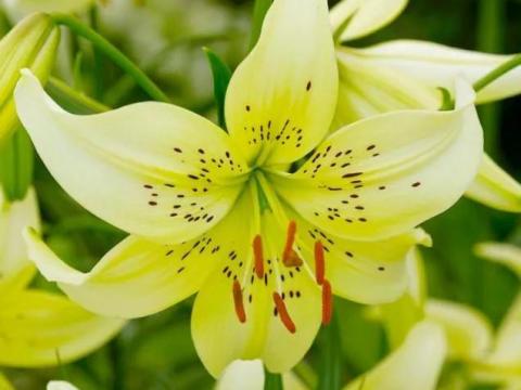 Liliom, Sweet Surrender – Ázsiai fehér virághagyma, méhbarát, télálló