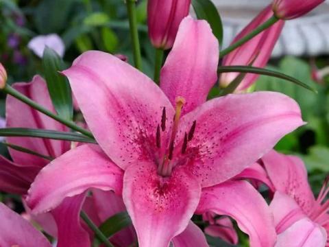 Liliom, Asiatic Pink – rózsaszín ázsiai liliomhagyma, méhbarát növény