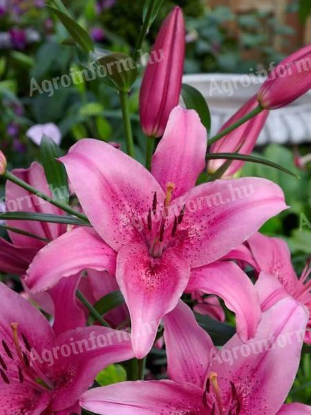 Liliom, Asiatic Pink – rózsaszín ázsiai liliomhagyma, méhbarát növény