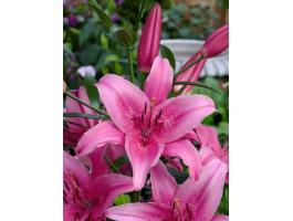 Liliom, Asiatic Pink – rózsaszín ázsiai liliomhagyma, méhbarát növény