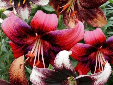 Liliom, Tiger Lily Event Mix