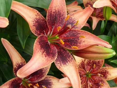 Liliom, Whistler – Ázsiai, lazacszínű virághagyma