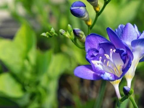 Frézia, kék teltvirágú