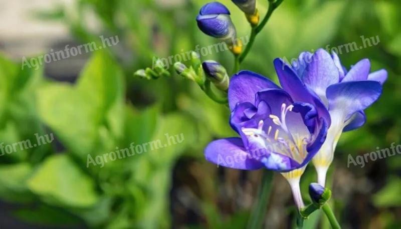 Frézia, kék teltvirágú