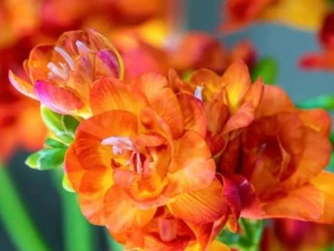 Frézia, narancs telt virágú Frézia, narancs telt virágú