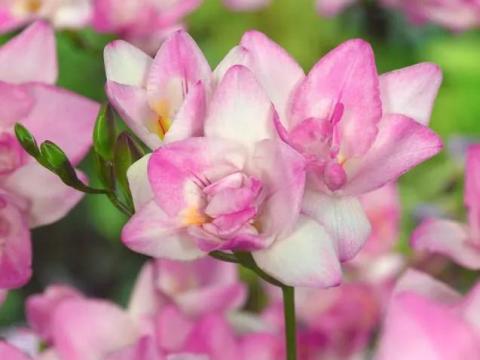 Frézia, rózsaszín teltvirágú