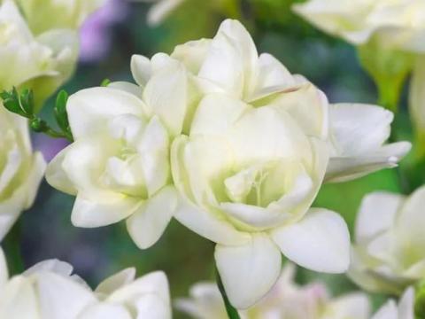 Frézia, Hófehér telt virágú