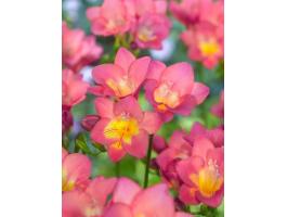 Frézia, rózsaszín