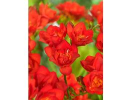 Frézia, piros, telt virágú