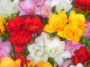 Frézia – Telt virág színkeverék