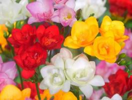 Frézia – Telt virág színkeverék