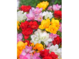 Frézia – Telt virág színkeverék