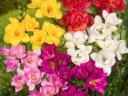 Frézia – Telt virág színkeverék