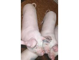 Eladó 5 db Turcsi süldő