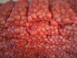 Esmee burgonya eladó 15 kg zsákokban