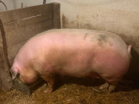 Selejt anyakoca eladó