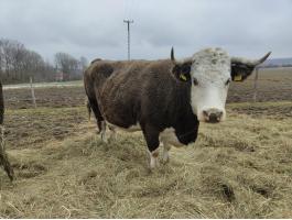 Eladó kisebb szarvasmarha állomány